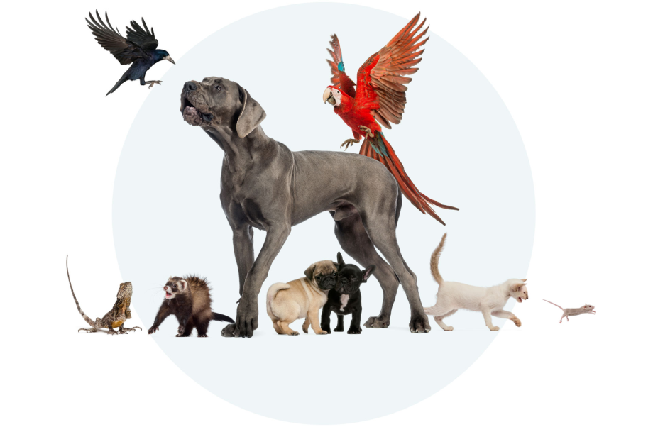 pet sitting and dog walking