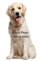 Wright Pet Care, Pet Sitter